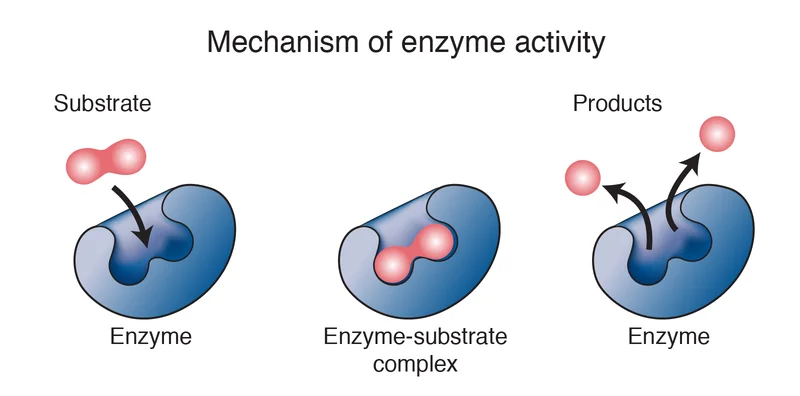 Enzymes: A No-BS Guide to What They Are and What They Do